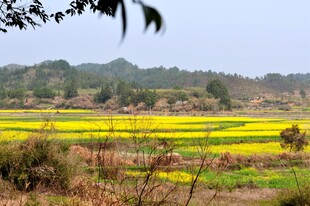 婺源春日田野油菜花景观