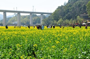 婺源春日油菜花田中的人群