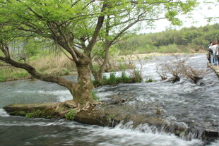 婺源溪边绿树与潺潺流水景致
