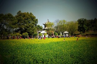 婺源田园风光中的惬意乡村景象