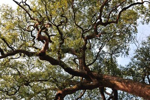 婺源仰视繁茂大树枝干