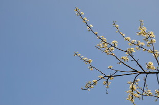 婺源蓝天映衬下的繁花树枝