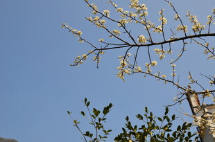 婺源枝头繁花映蓝天