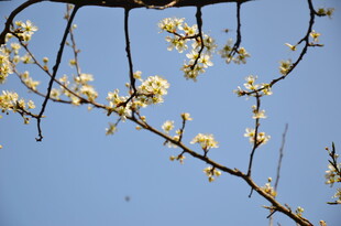 婺源枝头繁花绽于蓝天之下