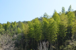婺源翠绿山林 生机盎然的景致