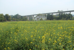 婺源金黄油菜田与远处桥梁