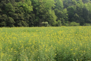 婺源金黄花海与葱郁山林