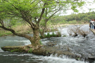 婺源溪边绿树旁的潺潺流水