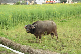婺源田野中的水牛