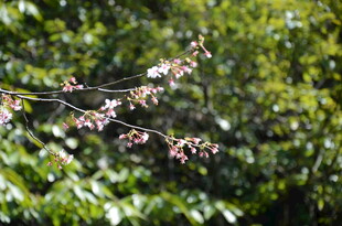 婺源枝头绽放的粉嫩花朵