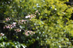 婺源枝头繁花 绿意盎然