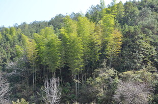 婺源翠绿山林景色