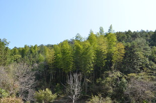 婺源山林绿意盎然的自然景致