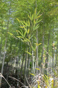 婺源翠绿竹林中的新生嫩竹