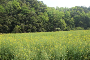 婺源春日绿野 繁花点缀的自然景