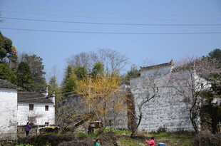 婺源乡村春日景致 游人漫步
