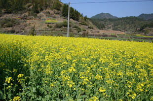 婺源金黄油菜田 山野好风光