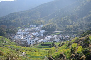 婺源山间村落景 绿野伴白屋