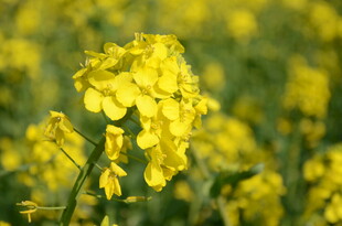婺源春日油菜花绽放