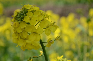 婺源绽放的黄色油菜花