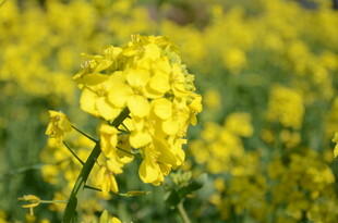 婺源金黄灿烂的油菜花田