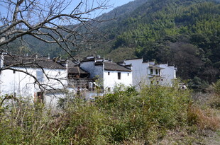 婺源山村白墙屋 隐于草木间