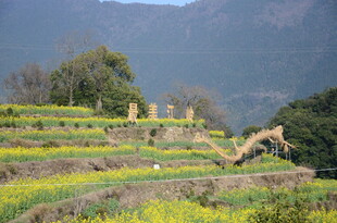 婺源梯田美景与远山相映成趣