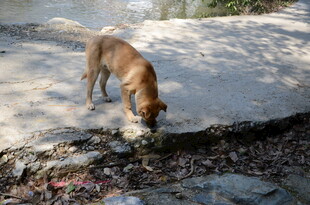 婺源流浪狗嗅闻地面垃圾