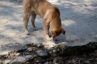 婺源低头嗅地的棕色小狗