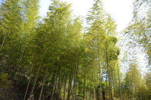 婺源翠绿竹林 清新自然之景