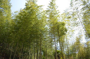 婺源翠绿竹林 阳光洒落之景