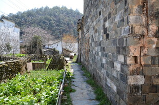 婺源古巷边的绿植与石墙
