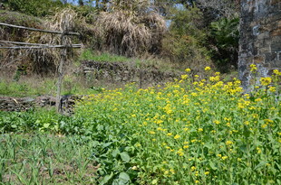 婺源田园间的灿烂油菜花田