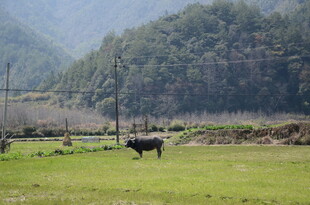 婺源田野中独自吃草的黑牛