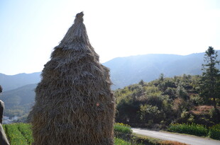 婺源乡村路边的锥形干草垛