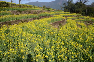 婺源金黄油菜田 田园好风光