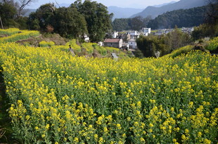婺源春日油菜花田乡村美景