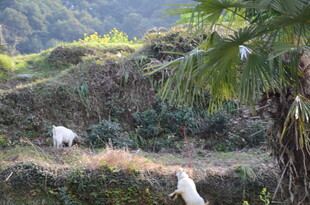 婺源山间白鹭栖息于绿植间