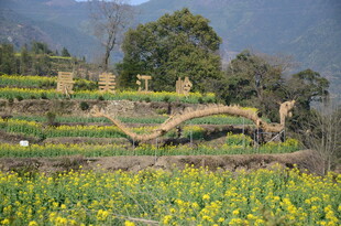 婺源田园春色中的梯田与花海