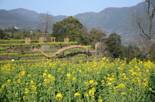 婺源春日山间油菜花海美景