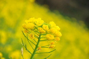 婺源一枝独秀的灿烂油菜花
