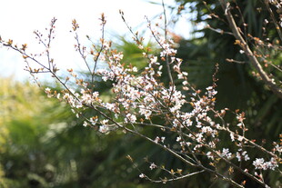 婺源枝头绽放的粉嫩花朵