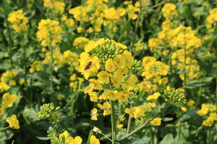 婺源金黄油菜花田绽放生机