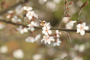婺源枝头绽放的洁白小花
