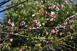 婺源枝头绽放的粉嫩花朵