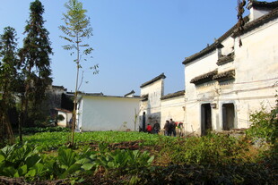 婺源乡村白墙房屋旁的田园风光