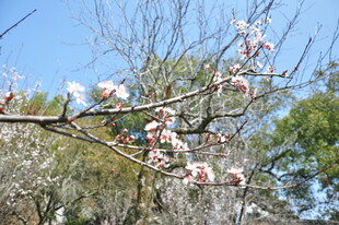 婺源枝头绽放的粉嫩花朵