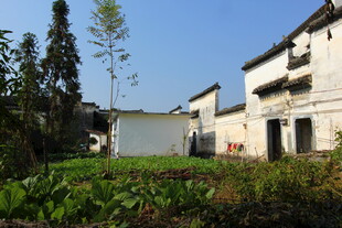 婺源乡村白墙民居与绿植景观