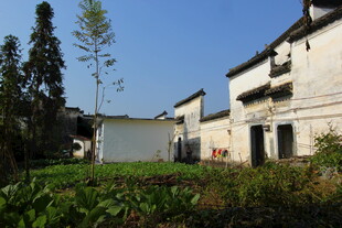 婺源乡村白墙民居旁的绿意