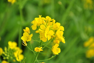 婺源绽放的黄色油菜花